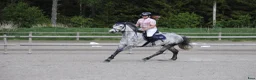 Allround hästar till salu: Sportponny - Annons 10