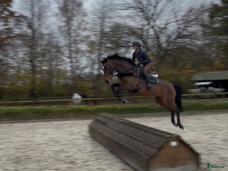 hästar Lovande unghäst i Vagnhärad - Annons 10