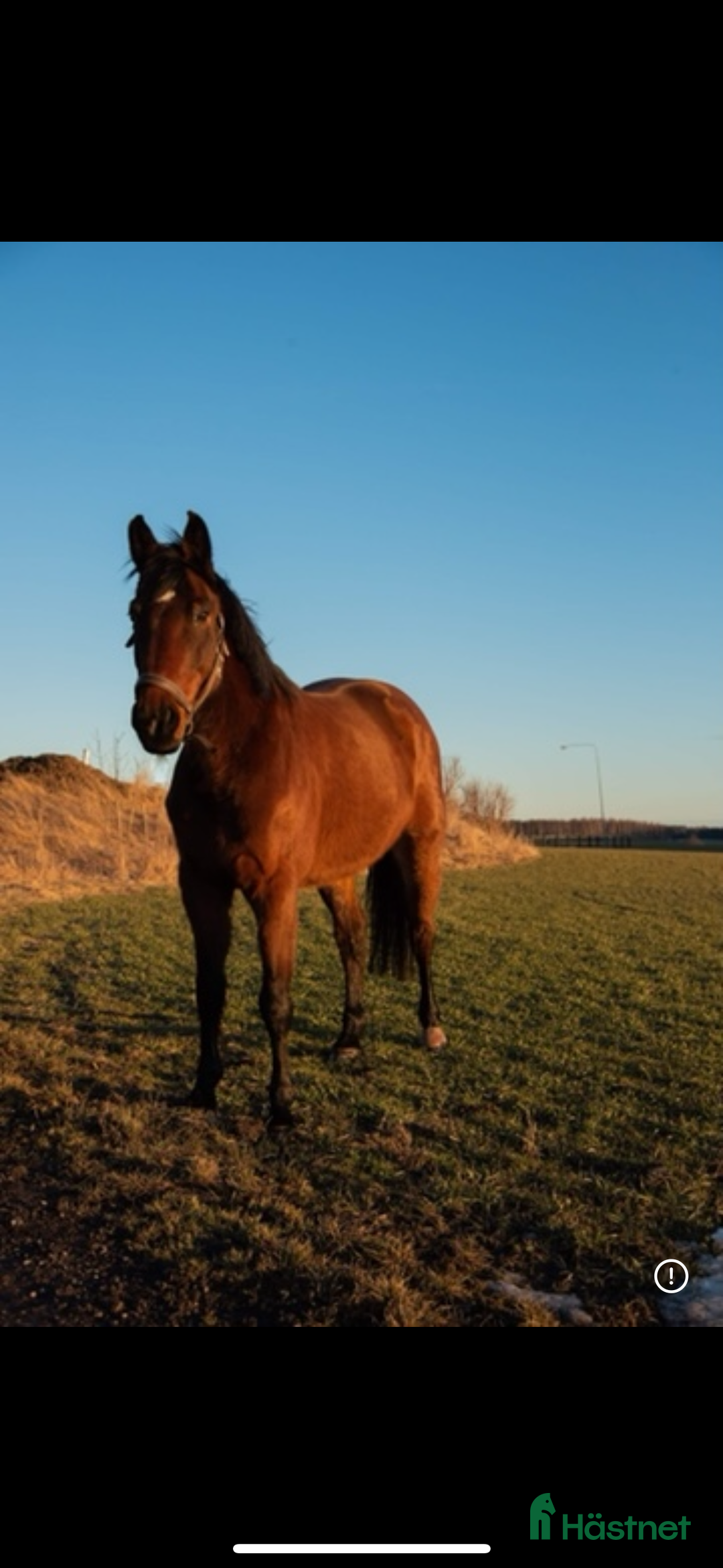  foderhäst finnes: Okomplicerad valack lånas ut som sällskapshäst  - Annons 2