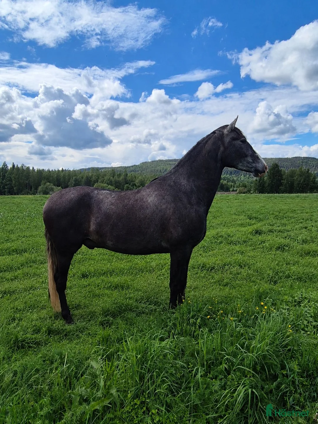 Akademiskt hästar till salu: Vacker och mild PRE säljes - Annons 2