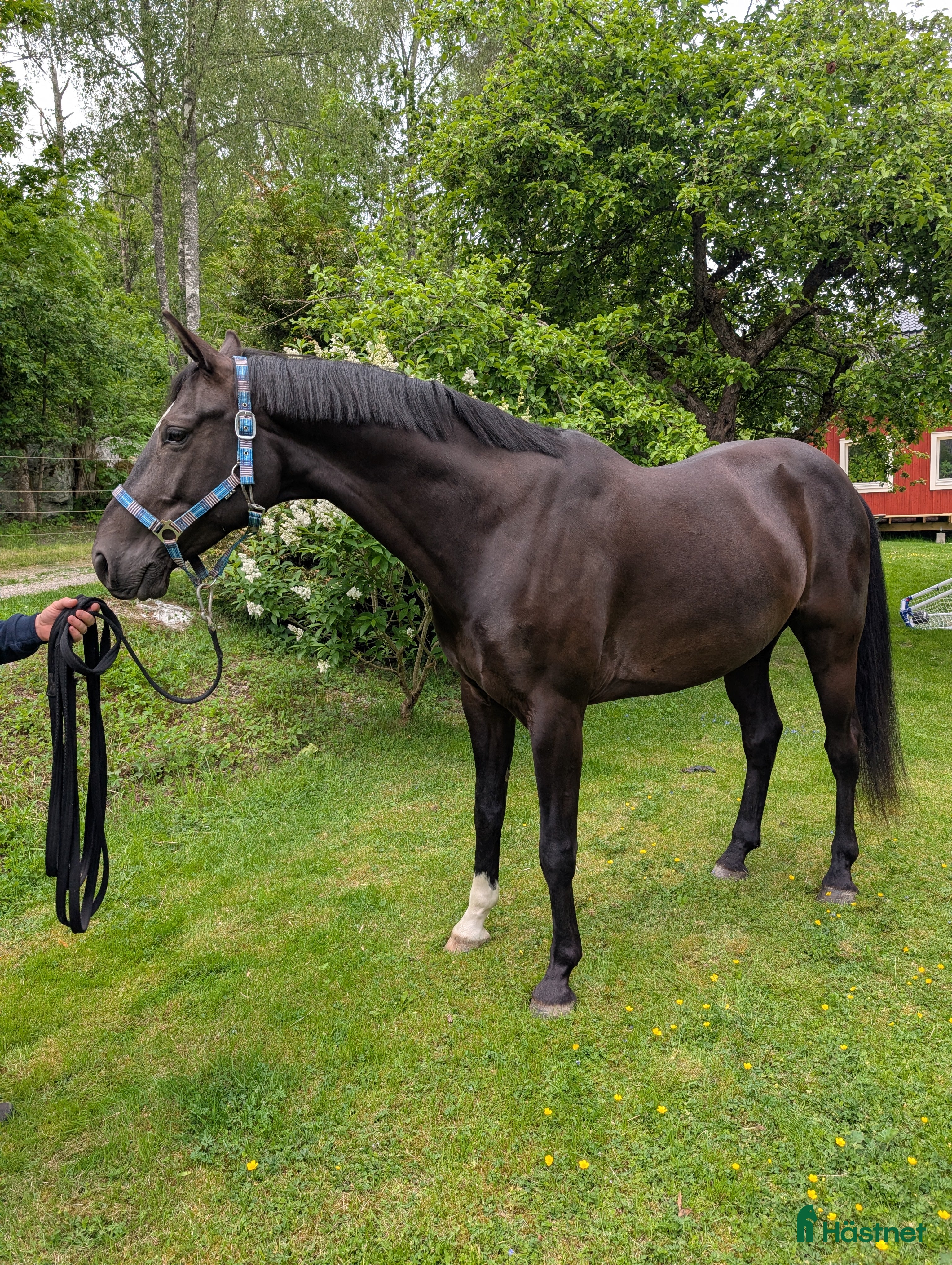  hästservice Sommarplats? - Annons 2