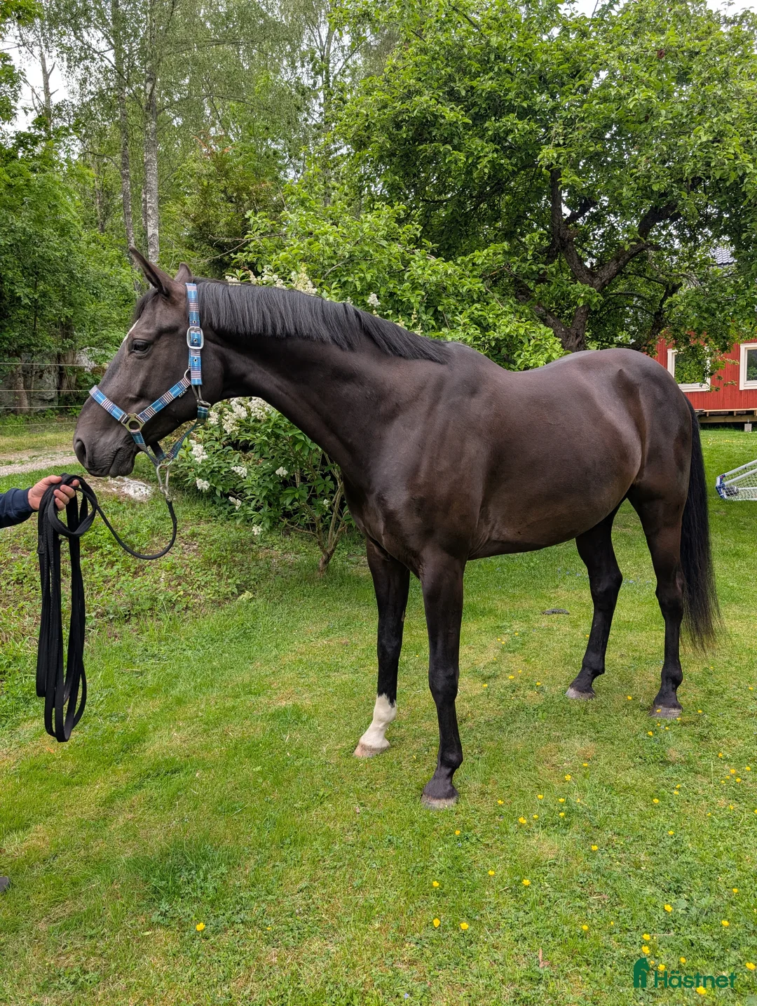  hästservice finnes: Sommarplats? i Fjärdhundra - Annons 2