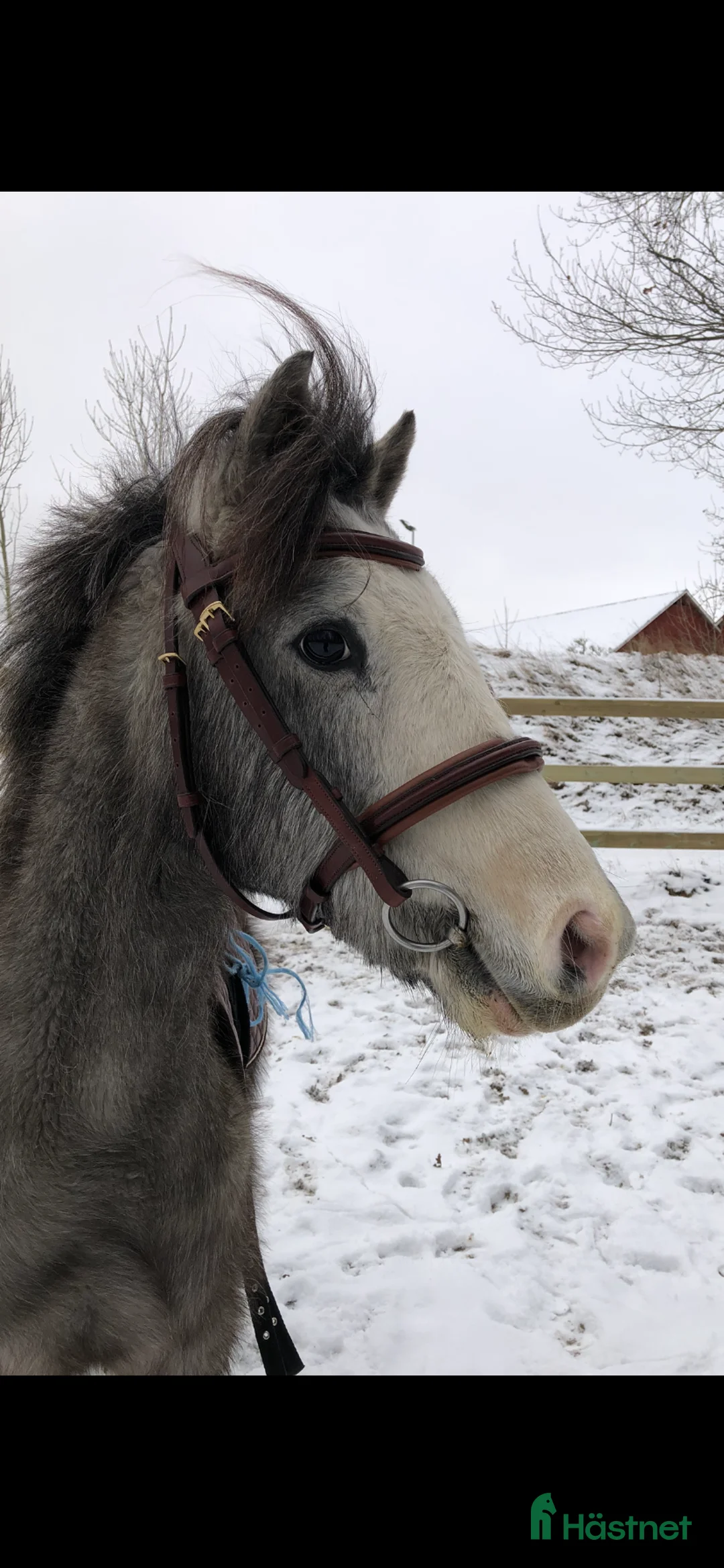 Hoppning hästar till salu: Kvalitetsponny för dom största klasserna💫 i Munka-ljungby - Annons 1