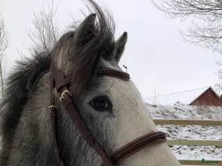 hästar Kvalitetsponny för dom största klasserna💫 i Munka-ljungby - Annons 6