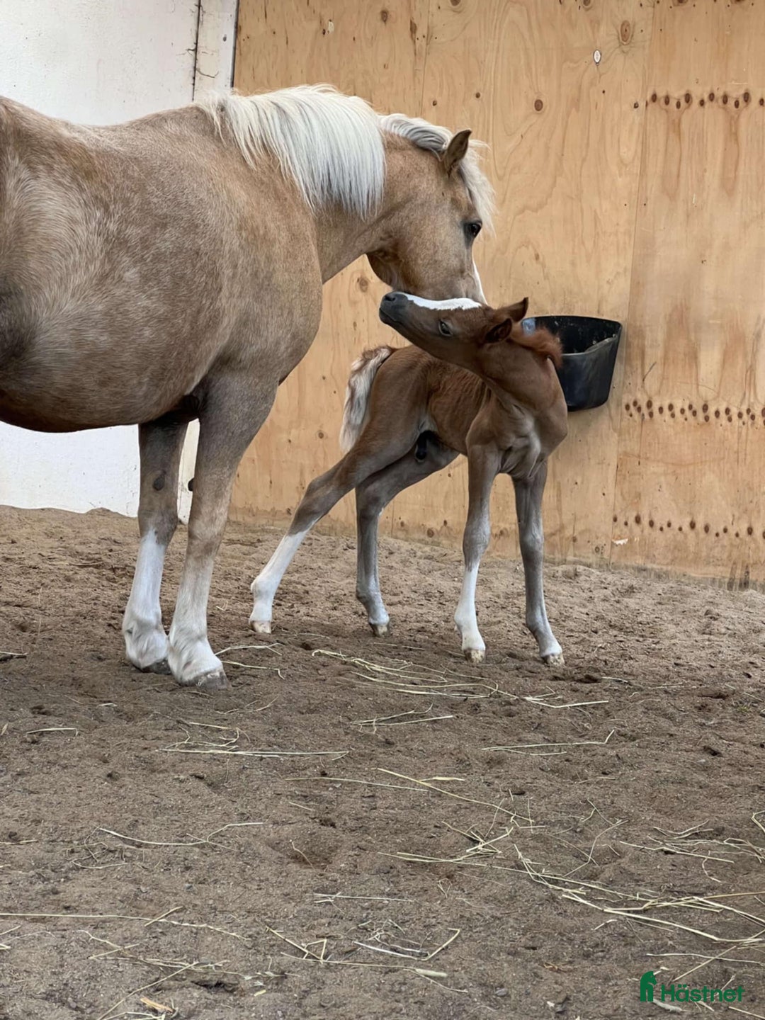 Allround hästar till salu: Framåt welsh mountainkille i Stenkullen - Annons 7
