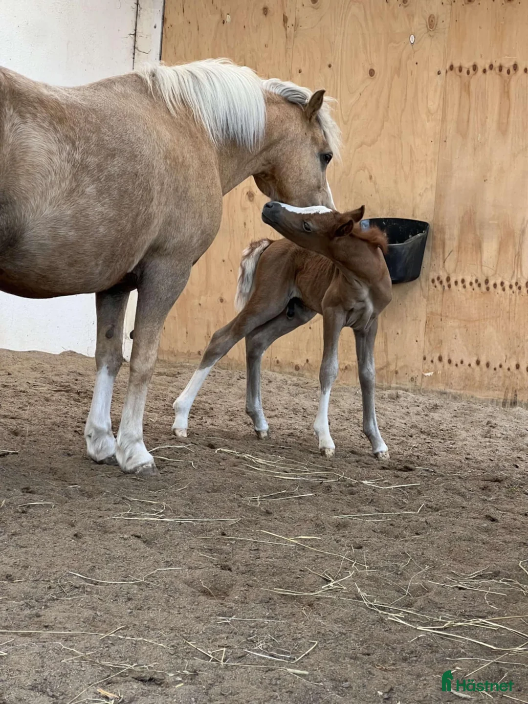 Allround hästar till salu: Framåt welsh mountainkille i Stenkullen - Annons 7