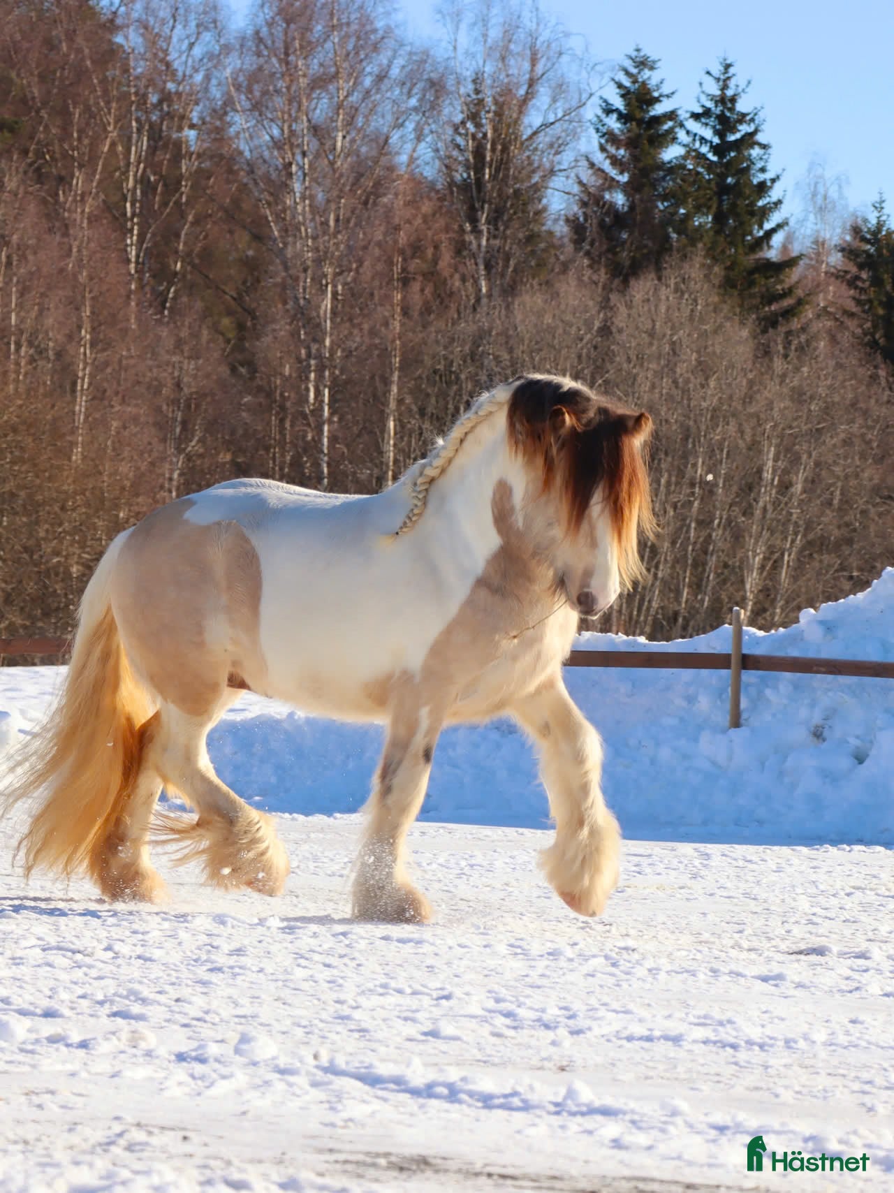  hästar Gypsy Cob selges! - Annons 1