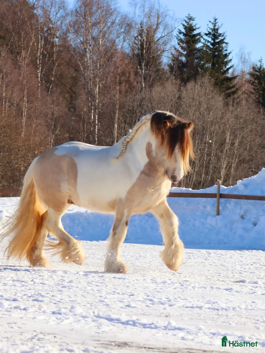 Allround hästar till salu: Gypsy Cob selges! - Annons 1