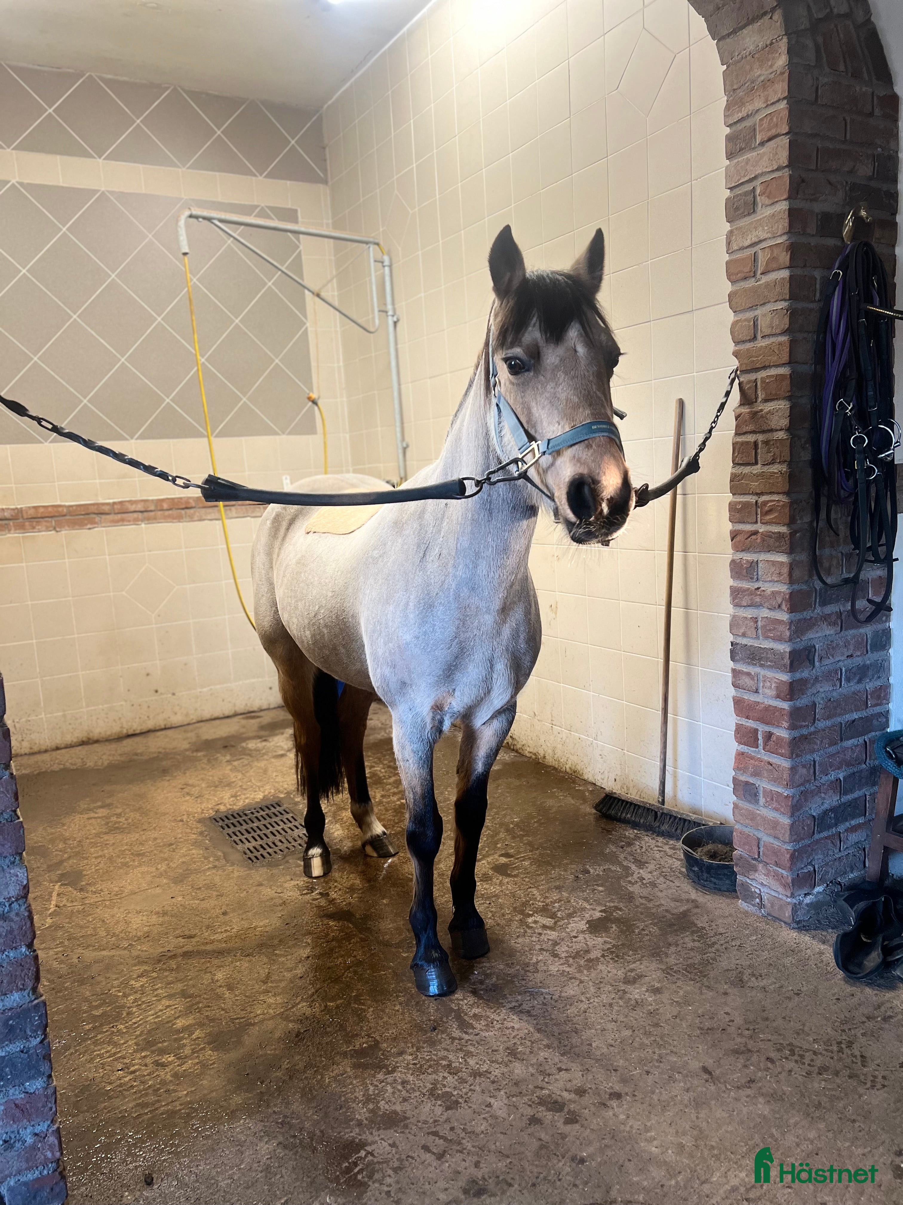  hästar Svenskfödd connemara med stor kapacitet - Annons 1