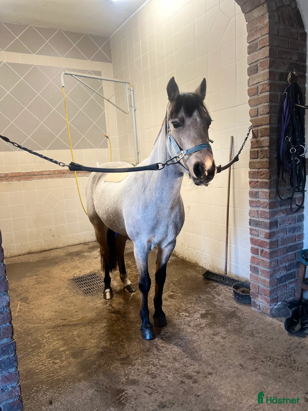 Allround hästar till salu: Svenskfödd connemara med stor kapacitet - Annons 1