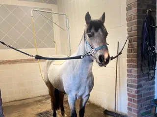 hästar Svenskfödd connemara med stor kapacitet - Annons 1