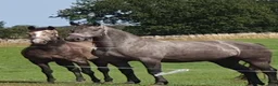 Allround hästar till salu: Friesermix - Annons 12