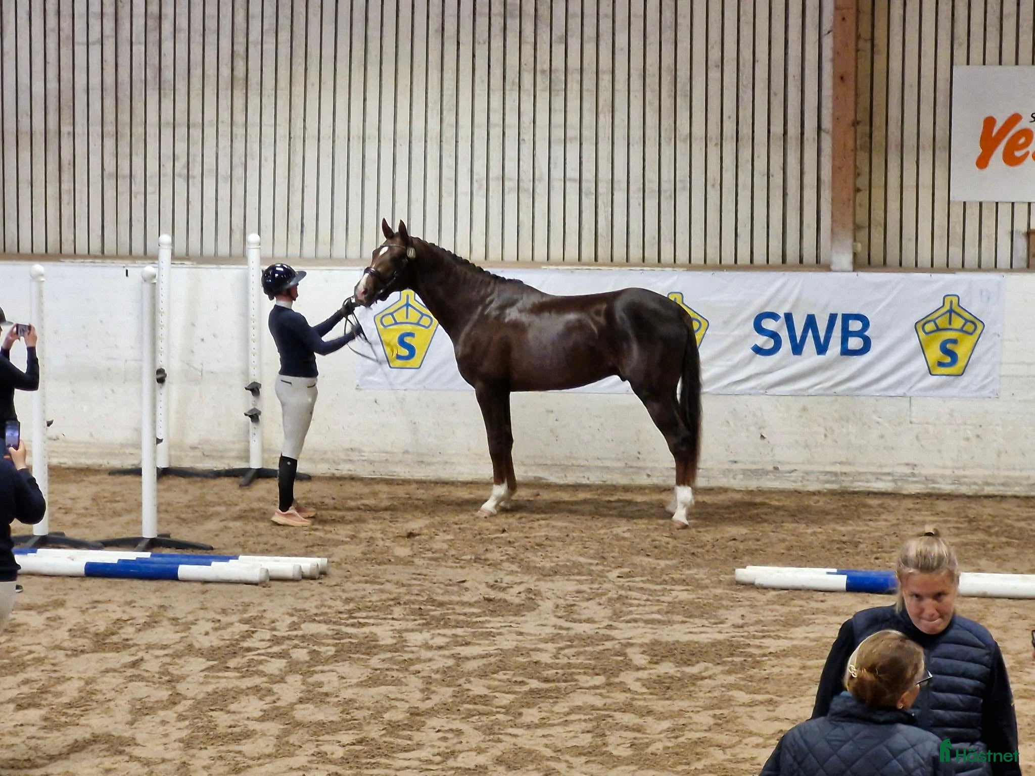  hästar Flott Hingst för framtiden  - Annons 3