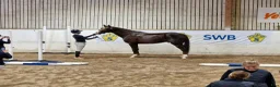 Allround hästar till salu: Flott Hingst för framtiden  - Annons 1