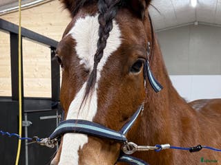 hästar Kallblodstravar-sto sällskap/avel/projekt ev bytes - Annons 2