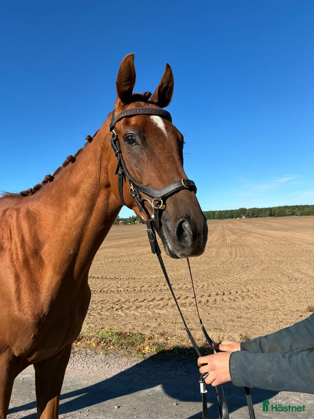 Allround hästar till salu: Fynd  - Annons 3