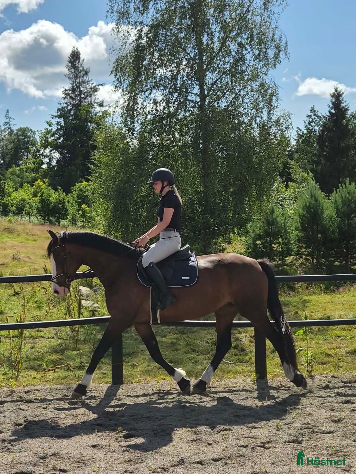  hästar 11-årigt SWB sto - Annons 2
