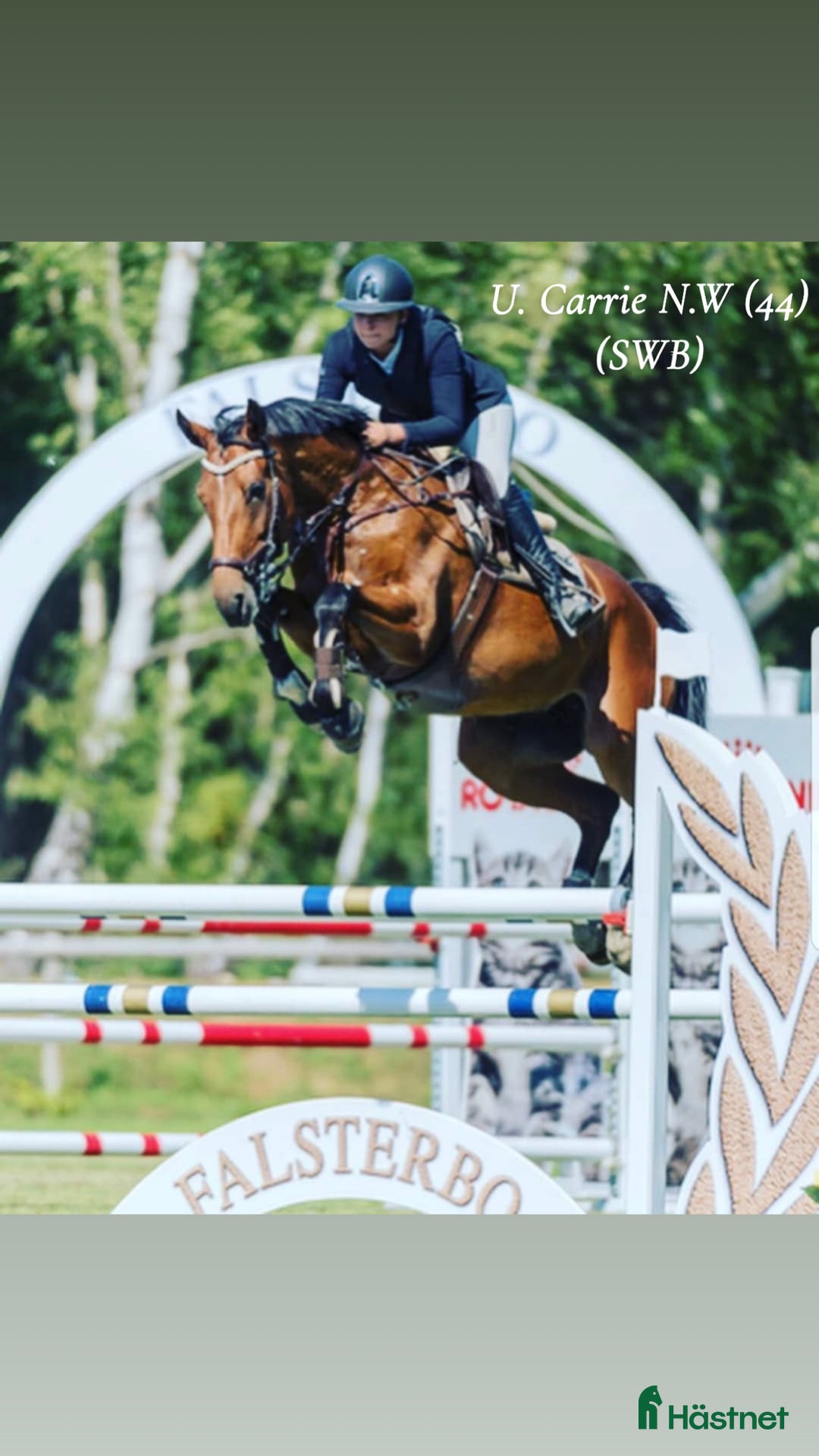 Hoppning hästar till salu: Lovande unghäst för framtiden! i Hällevadsholm - Annons 7