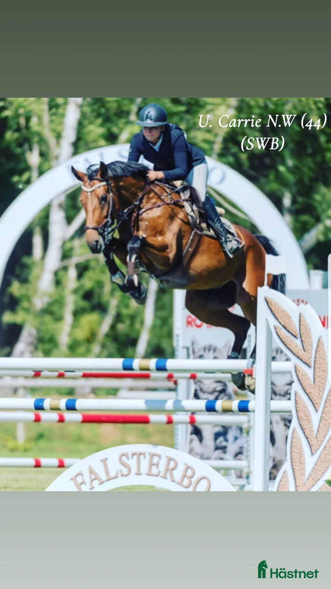 Hoppning hästar till salu: Lovande unghäst för framtiden! - Annons 7