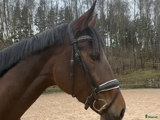hästar Dressyrhäst med potential - Annons 18