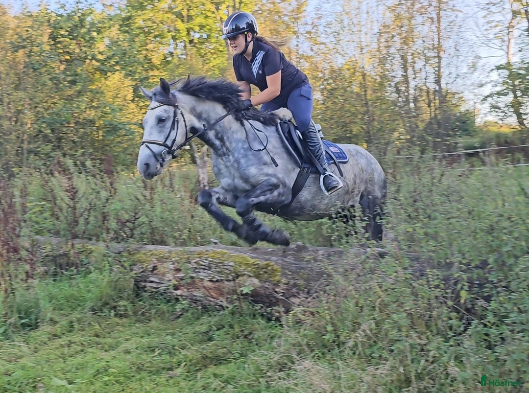 Allround hästar till salu: Snygg sportponny i Odensbacken - Annons 5