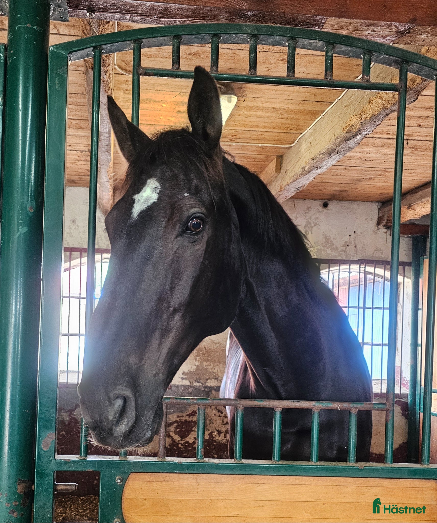 Hoppning hästar till salu: Toppstammad supersnäll hoppvalack - Annons 1