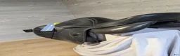 Sadlar hästutrustning till salu: 15" ikonic light hoppsadel  - Annons 3