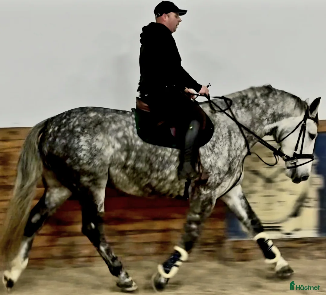 Allround hästar till salu: Incredible looking Allrounder for New Year - Annons 3