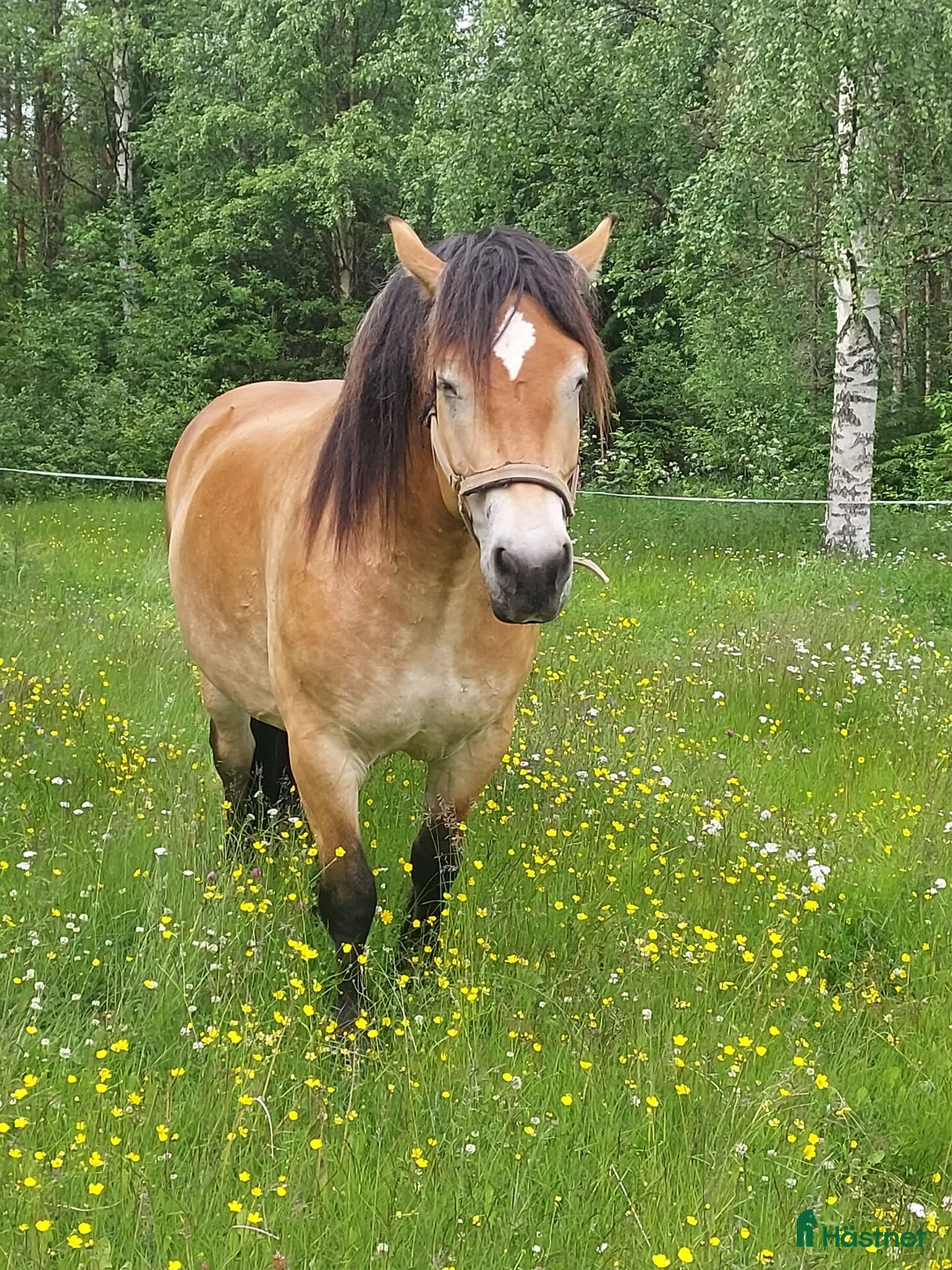 Körning hästar till salu: Supertrevlig körhäst i Byske - Annons 1