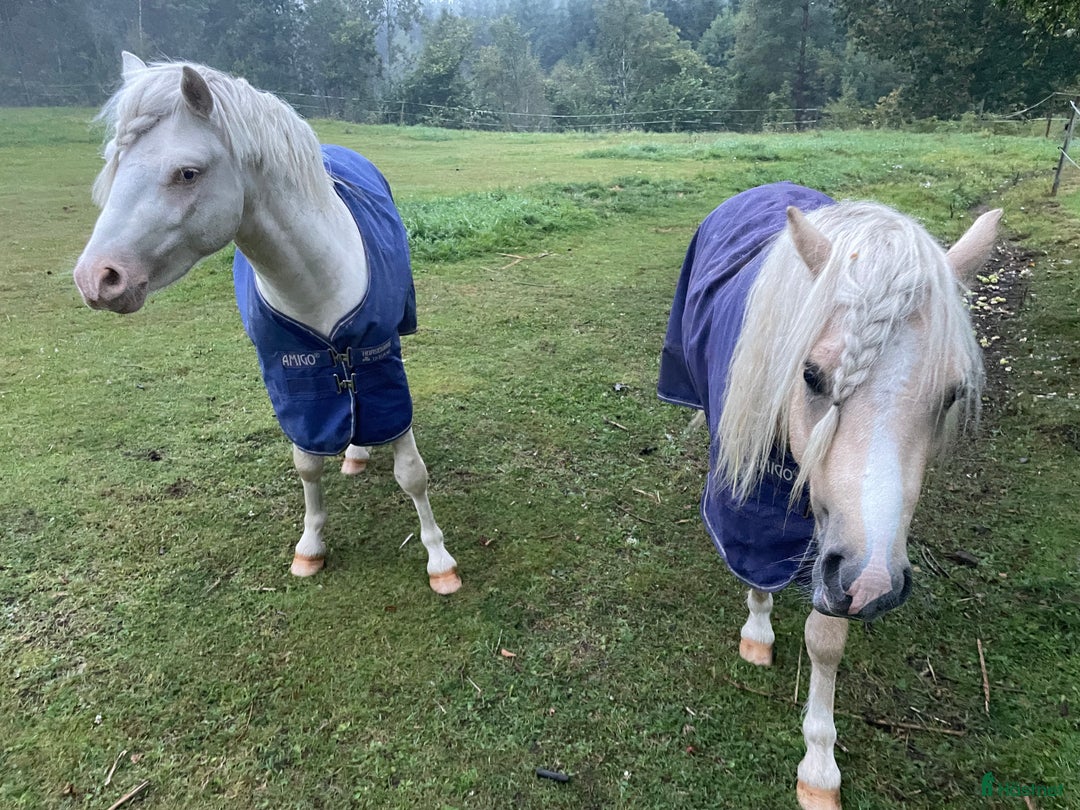 Allround hästar till salu: Blivande treåring, welsh sec B. i Strömsnäsbruk - Annons 9