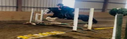 Allround hästar till salu: Cute Irish cob mare - Annons 7