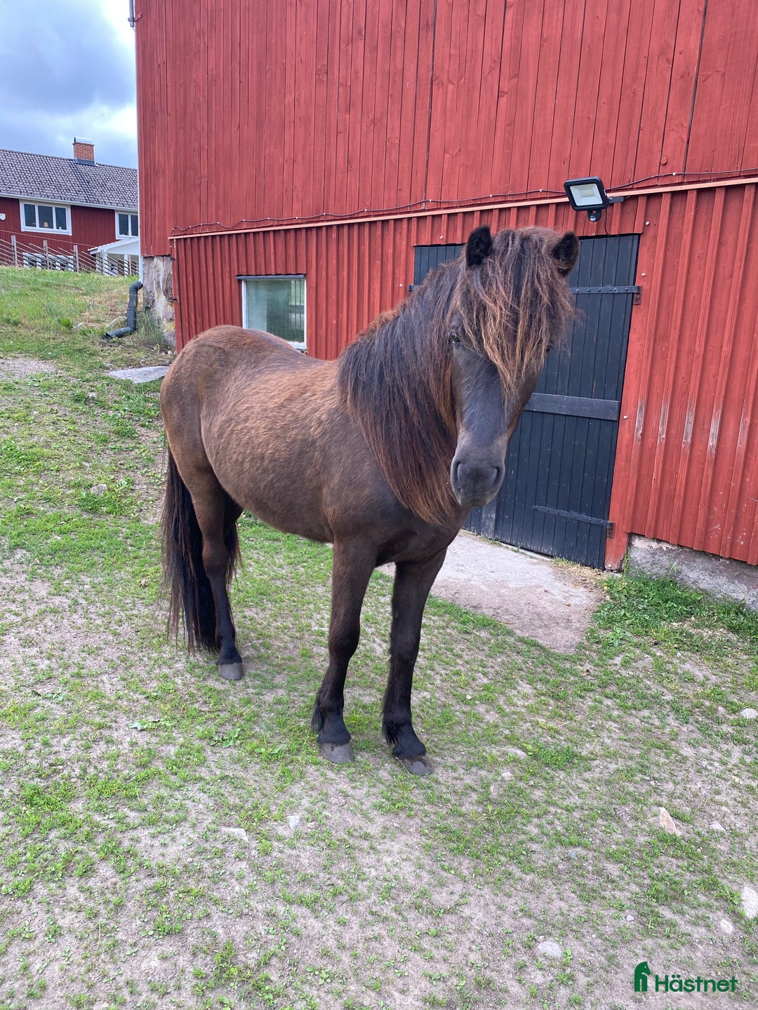 Island hästar till salu: Mycket trevlig unghäst i Älmhult - Annons 3