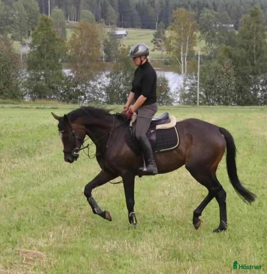 Övrigt hästar till salu: Vackert Fullblodssto  - Annons 8