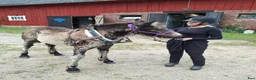 Allround hästar till salu: Charmig hingstunge - Annons 11