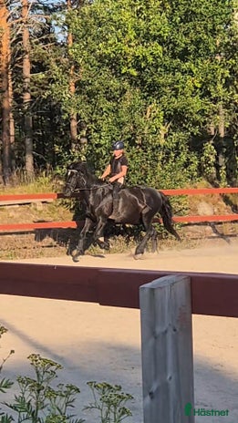 foderhäst i Hudiksvall - Annons 15