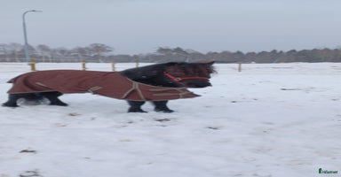  hästar i Mora - Annons 2