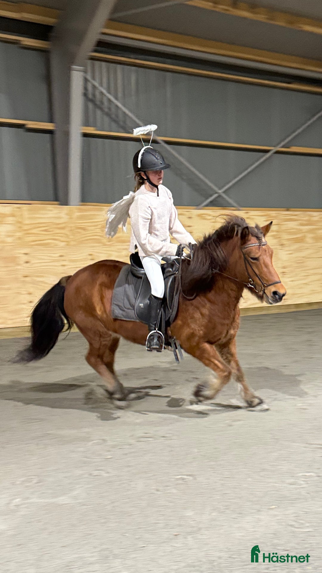  hästservice finnes: Höstlovsridläger i Bergslagen i Riddarhyttan - Annons 2