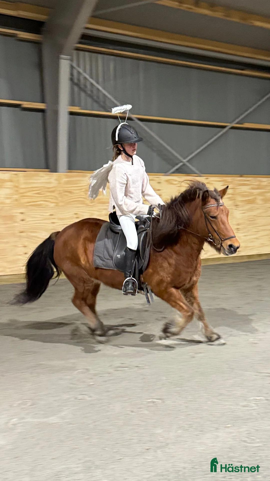  hästservice finnes: Höstlovsridläger i Bergslagen i Riddarhyttan - Annons 2