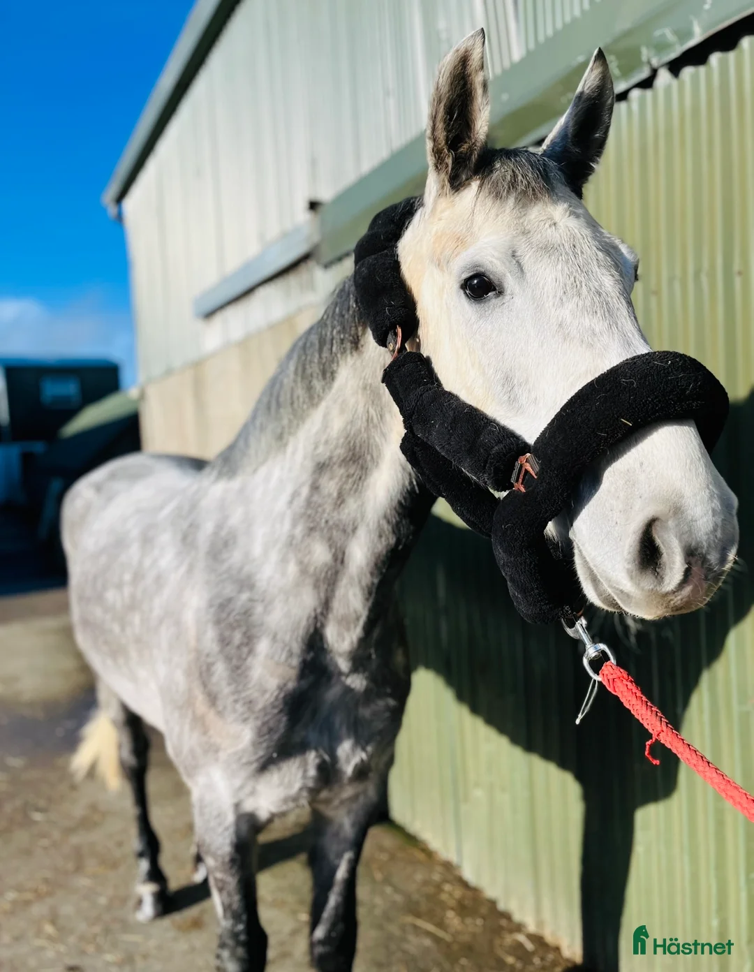 Allround hästar till salu: Beautiful gelding 160cm i Ljungby - Annons 3