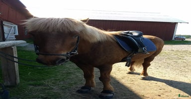  hästar i Nyköping - Annons 12