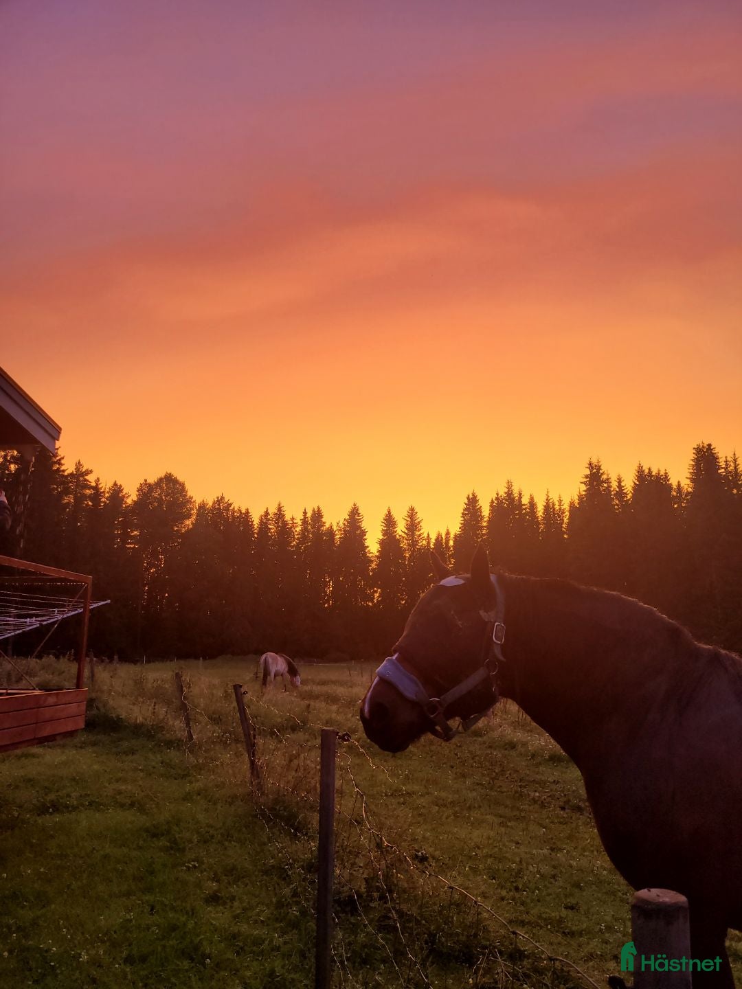 stallplats finnes: Stallplats - Lösdrift i Ljusdal! i Ljusdal - Annons 1