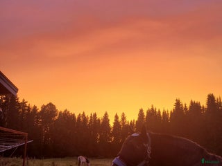 stallplats finnes: Stallplats - Lösdrift i Ljusdal! i Ljusdal - Annons 2