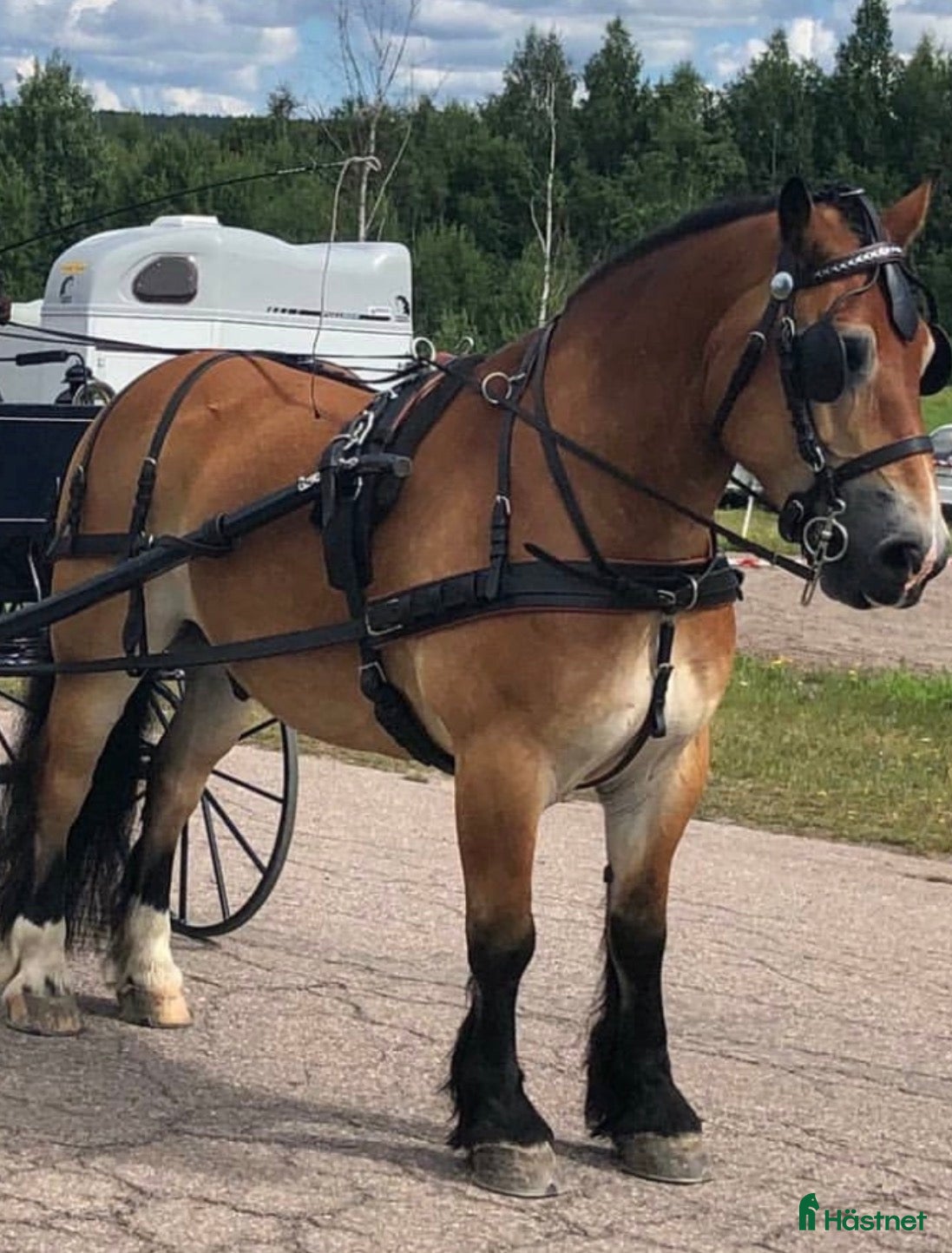 Körselar körning till salu: Trevlig sele till de lite större hästarna  - Annons 9