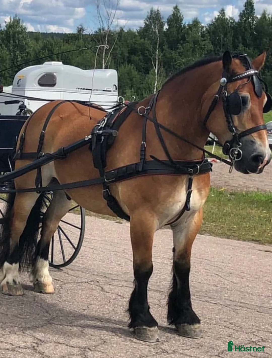 Körselar körning till salu: Trevlig sele till de lite större hästarna  - Annons 1