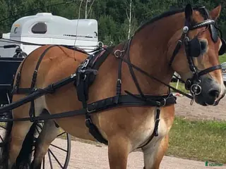 Körselar körning till salu: Trevlig sele till de lite större hästarna - Annons 3