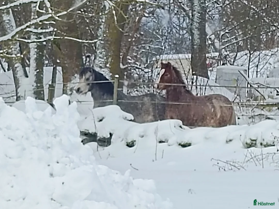 Allround hästar till salu: Welsh mountain hingst  - Annons 3