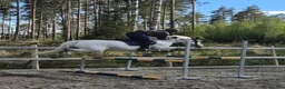 Hoppning hästar till salu: D-Ponny med kapacitet som bär upp längre ryttare  - Annons 6