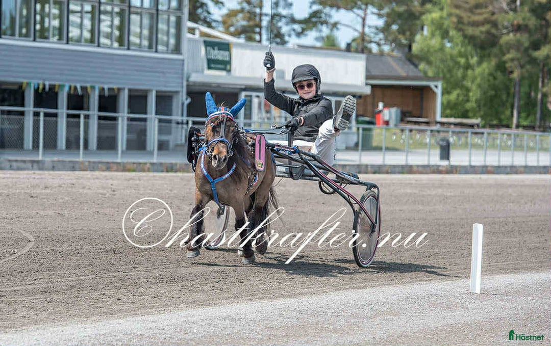 Trav hästar till salu: Toppstammat sto för den satsande!!! i Klagstorp - Annons 1