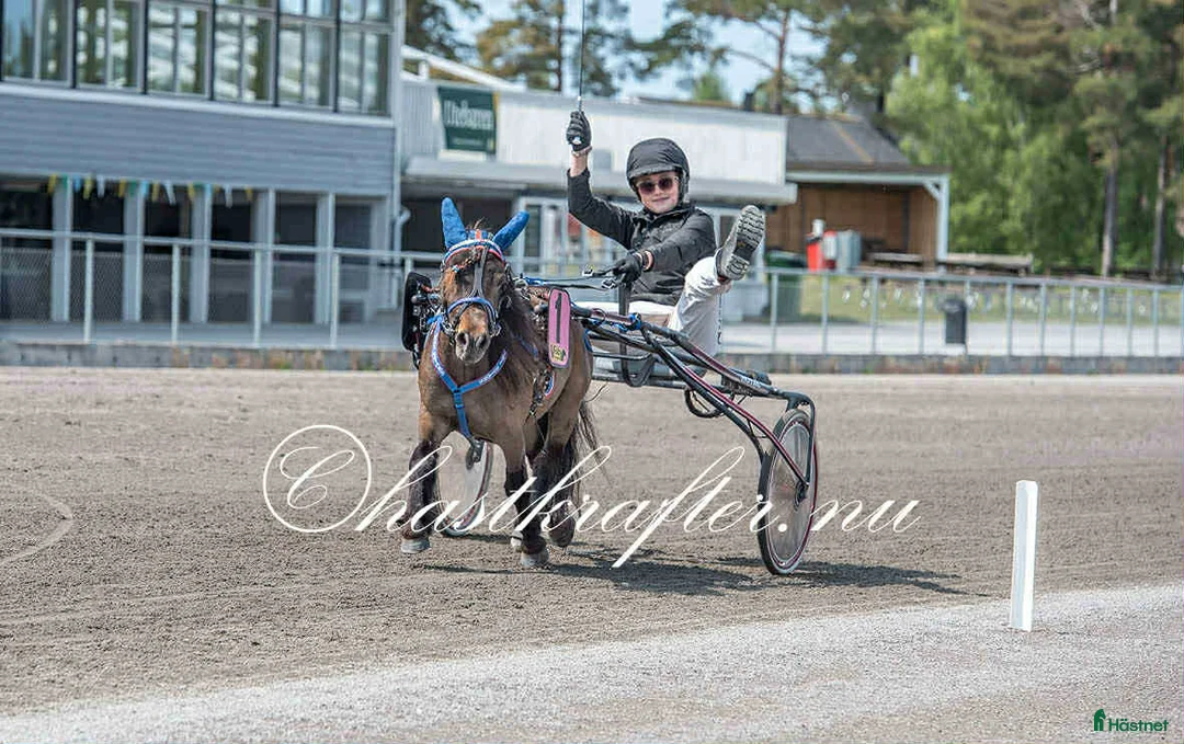 Trav hästar till salu: Toppstammat sto för den satsande!!! i Klagstorp - Annons 1