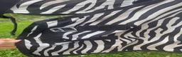 Täcken hästutrustning till salu: Zebra Flugtäcke - Annons 3